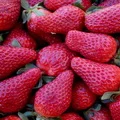 red strawberries